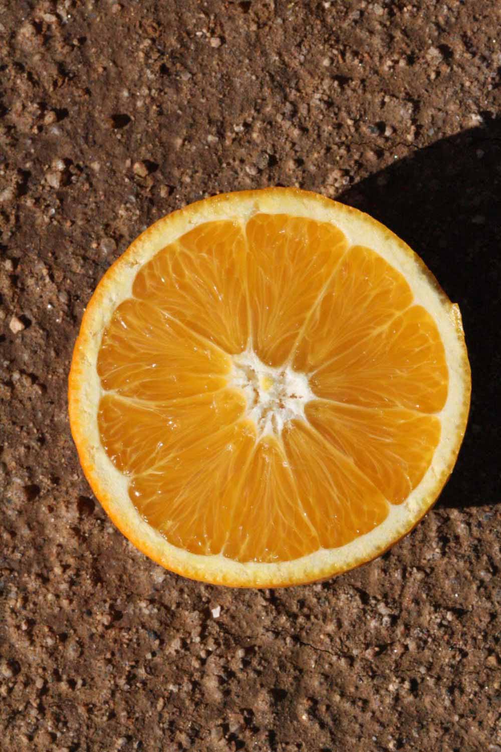            Fruit cross-section (Fisher, Riverside, CA)   